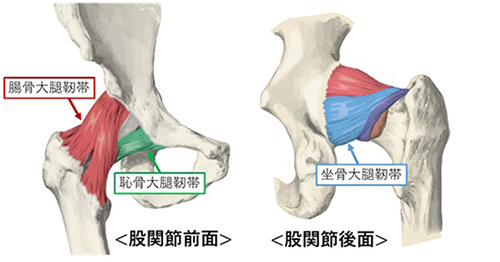 股関節全面・股関節後面　腸骨大腿靭帯　恥骨大腿靭帯　坐骨大腿靭帯